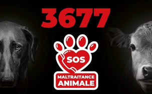 3677 numéro pour signaler toute maltraitance animale